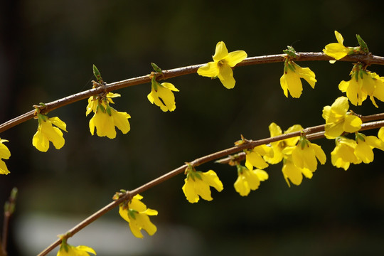 连翘花春花黄花