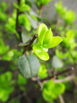 绿叶图片 绿叶背景 新芽