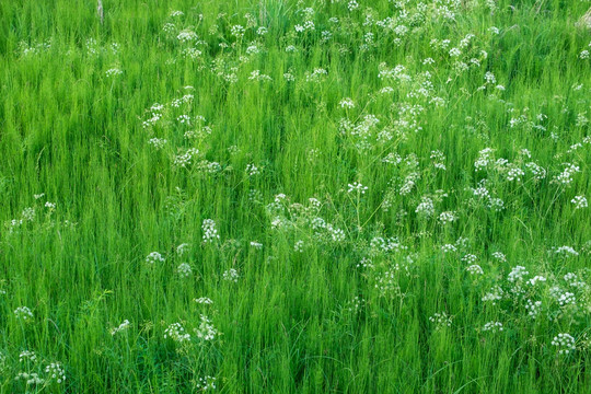 绿草与小白花