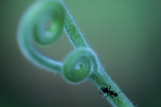 蚂蚁和南瓜