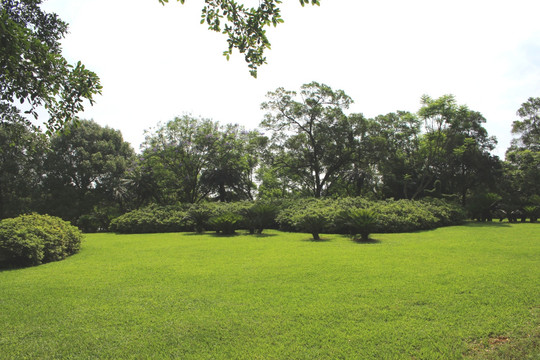 草地