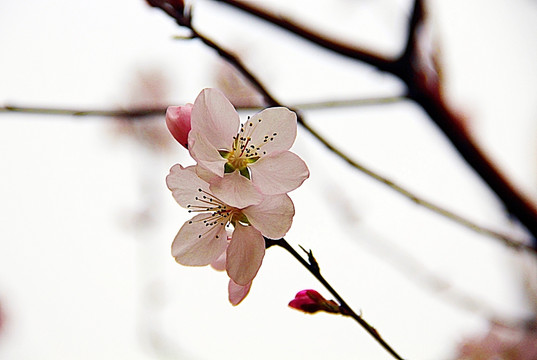 春天 桃花开
