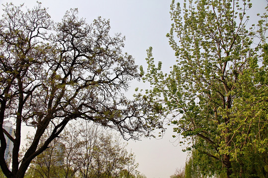 春天 树木与天空