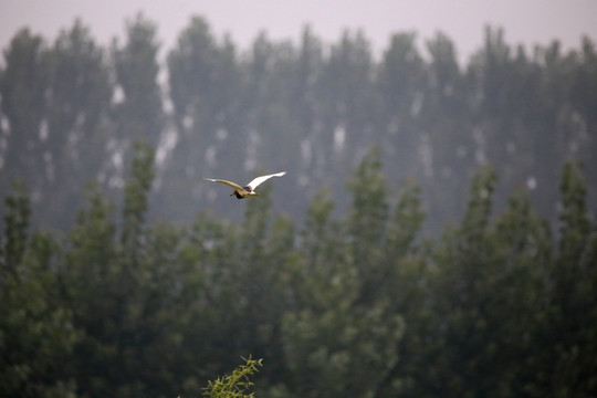 湿地飞鸟