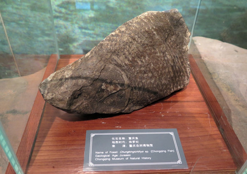 三峡博物馆展品重庆鱼