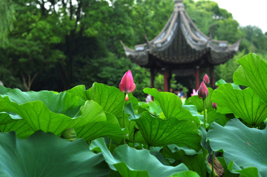 上海古漪园的荷塘景观