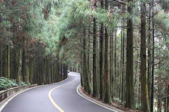 林间公路