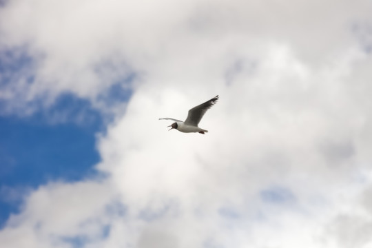 天空中飞翔的海鸥