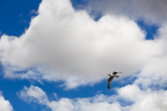 天空中飞翔的海鸥