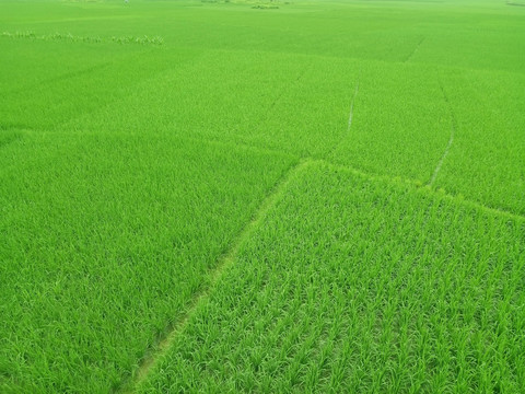 田野