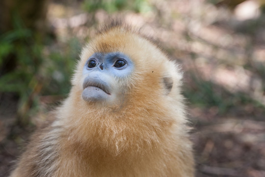 川金丝猴