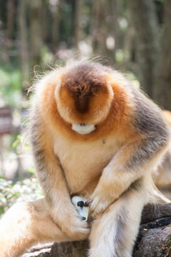 川金丝猴 整理皮毛