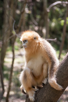 川金丝猴