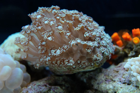 珊瑚 海胆 海藻 海底世界