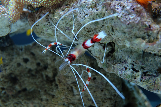 珊瑚 海胆 海藻 海底世界