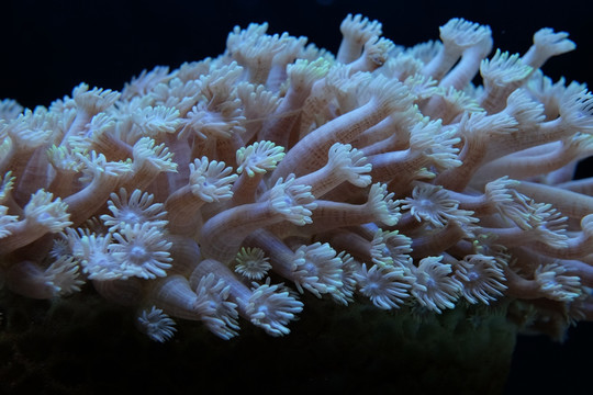珊瑚 海胆 海藻 海底世界