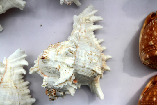 贝壳 海螺 工艺品 装饰品