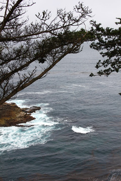 海礁 海水 树木