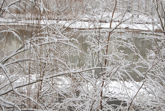 雪 树 河水