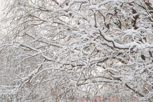 雪压柳树