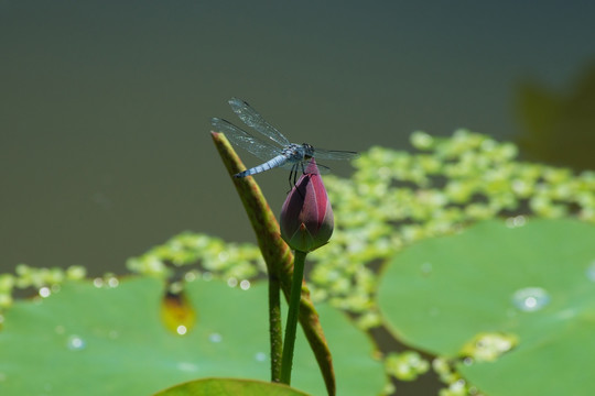 蜻蜓与荷花