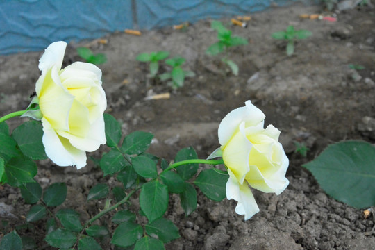 月季花