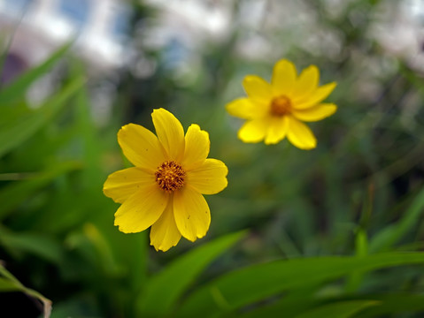 两朵黄色金鸡菊