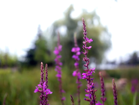 紫色鼠尾草花卉