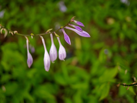 玉簪花白紫色花苞