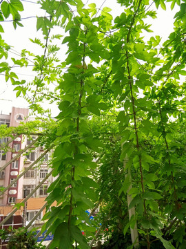 蛇麻草啤酒花