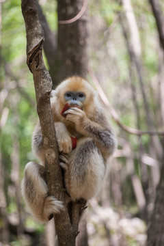 川金丝猴 吃苹果 进食