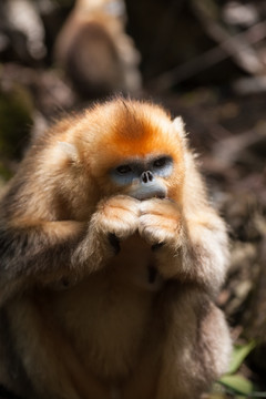 川金丝猴 进食 吃苹果
