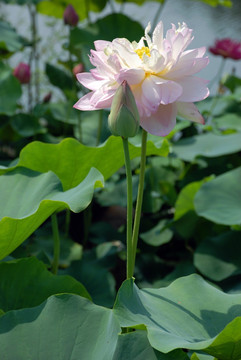 荷花 荷花池 莲花