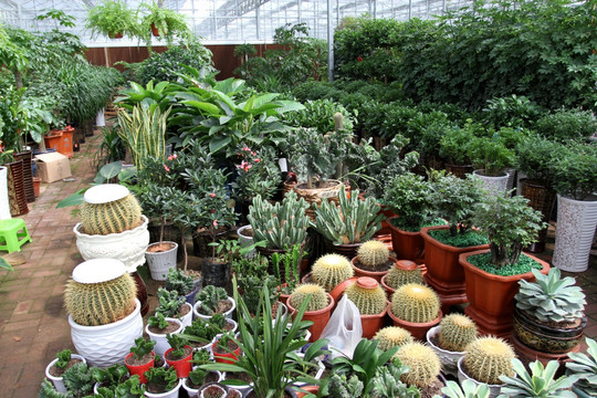 花卉 植物园 绿植 植物