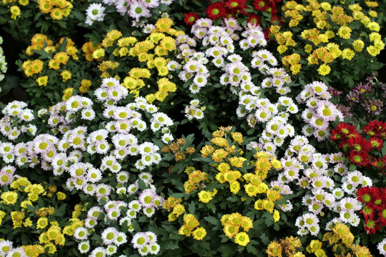 花卉 植物墙 背景墙 绿植 花