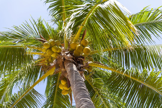 树上的椰子