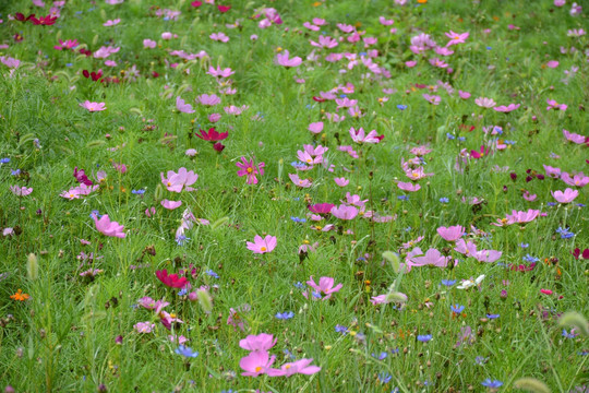 西藏格桑花