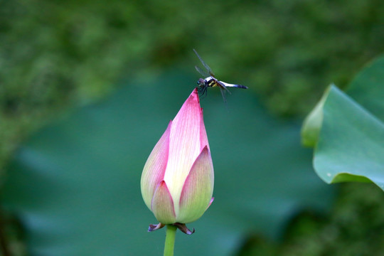 荷花蜻蜓