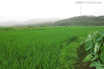 稻田