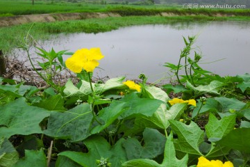 田间菜园