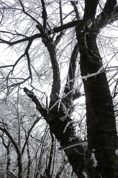 衡山雪景