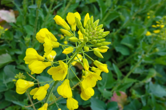 油菜花