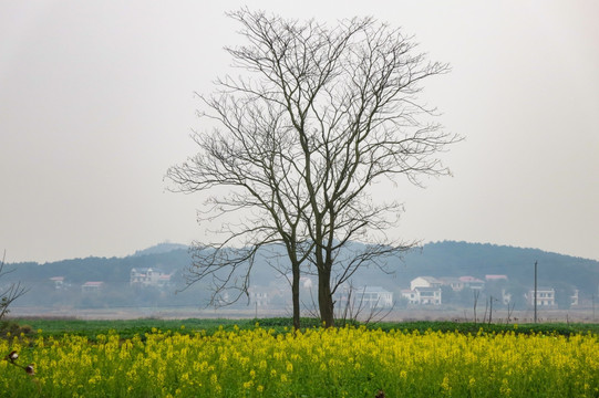 油菜花