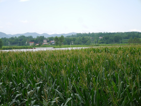玉米地