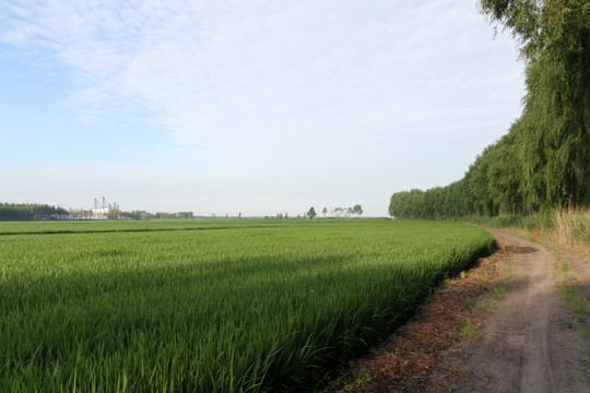 田间路 防风林 路 小路 马路