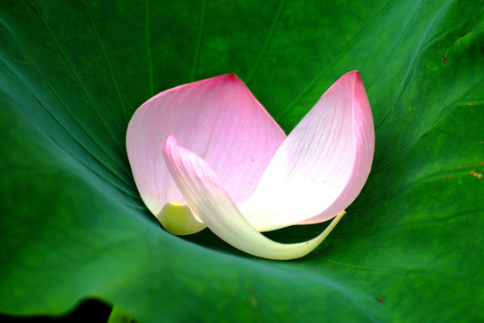 荷花