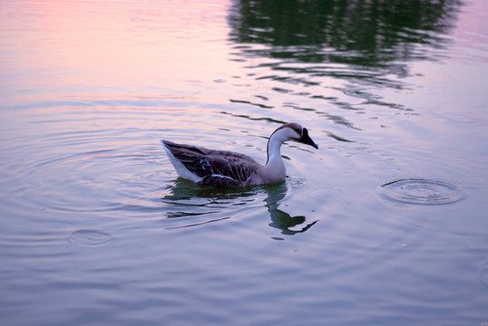 鸭子凫水