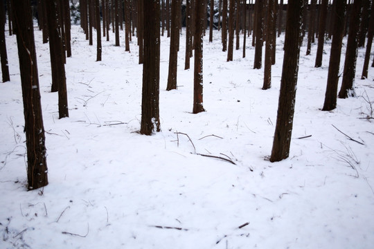树林中雪