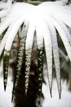 雪中棕榈叶