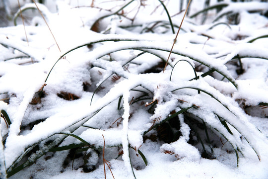 雪中树枝